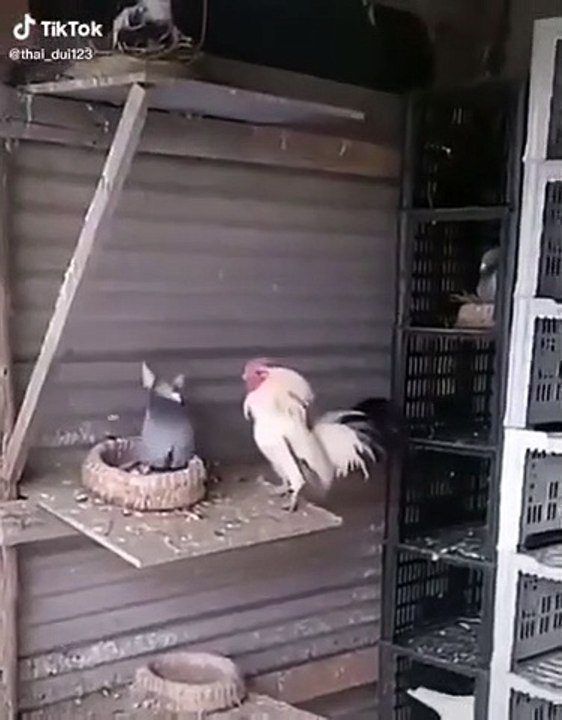 Pigeon contre Poulet, qui l'emportera ? Super Smash Bros