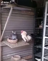 Pigeon contre Poulet, qui l'emportera ? Super Smash Bros