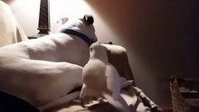 ParrotSpreadsTheirWingandCoversPitbullsFacetoShowAffection