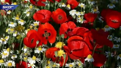 Altay'dan duygusal anneler günü klibi