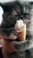 Quel bruit fait un chat qui mange une glace ?