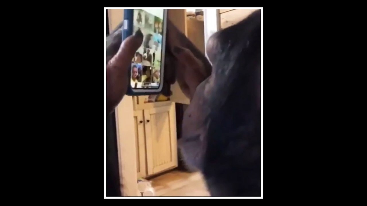 Ape uses iPhone like a pro in viral video.