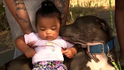 Chú chó pitbull dũng cảm cứu thoát cô chủ nhỏ khi nhà bị ...