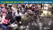 KỲ LẠ HÀNG VẠN CON CÁ THẦN KHÔNG AI DÁM ĐÁNH BẮT Ở THANH HÓA