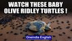 Hundreds of baby Olive Ridley turtles make their way to the sea at Odisha’s Rushikulya beach: watch