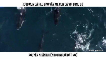 1500 CON CÁ HEO BAO VÂY MẸ CON CÁ VOI LƯNG GÙ