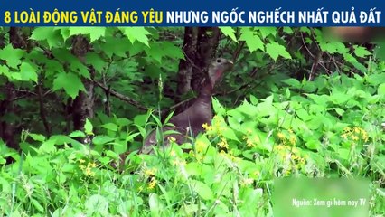 8 LOÀI ĐỘNG VẬT ĐÁNG YÊU NHƯNG NGỐC NGHẾCH NHẤT QUẢ ĐẤT