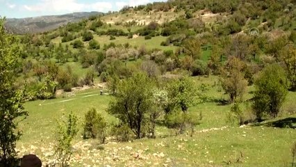 Beypazarı'nda ayının saldırdığı kadın hayatını kaybetti