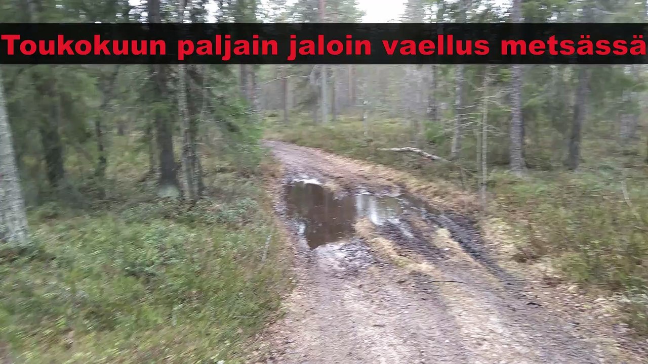 Toukokuun paljain jaloin vaellus metsässä