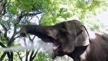 فيلة عجوز تنطلق في رحلة من الأرجنتين إلى البرازيل لحياة أفضل