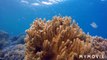 Ocean life/ocean world/ocean video/ nature touch/ scenery/ entertainment//By Anil Verma.. 1..