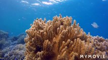 Ocean life/ocean world/ocean video/ nature touch/ scenery/ entertainment//By Anil Verma.. 1..