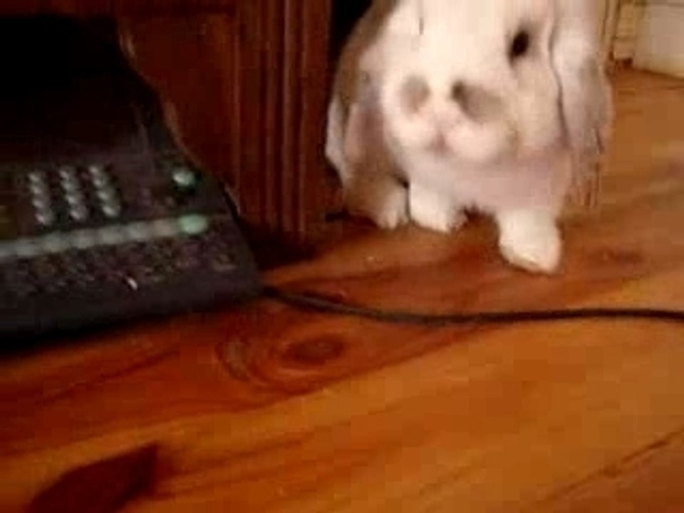 milouz mon petit lapin