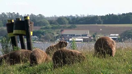 El confinamiento anima a los carpinchos a avanzar más allá de su habitat