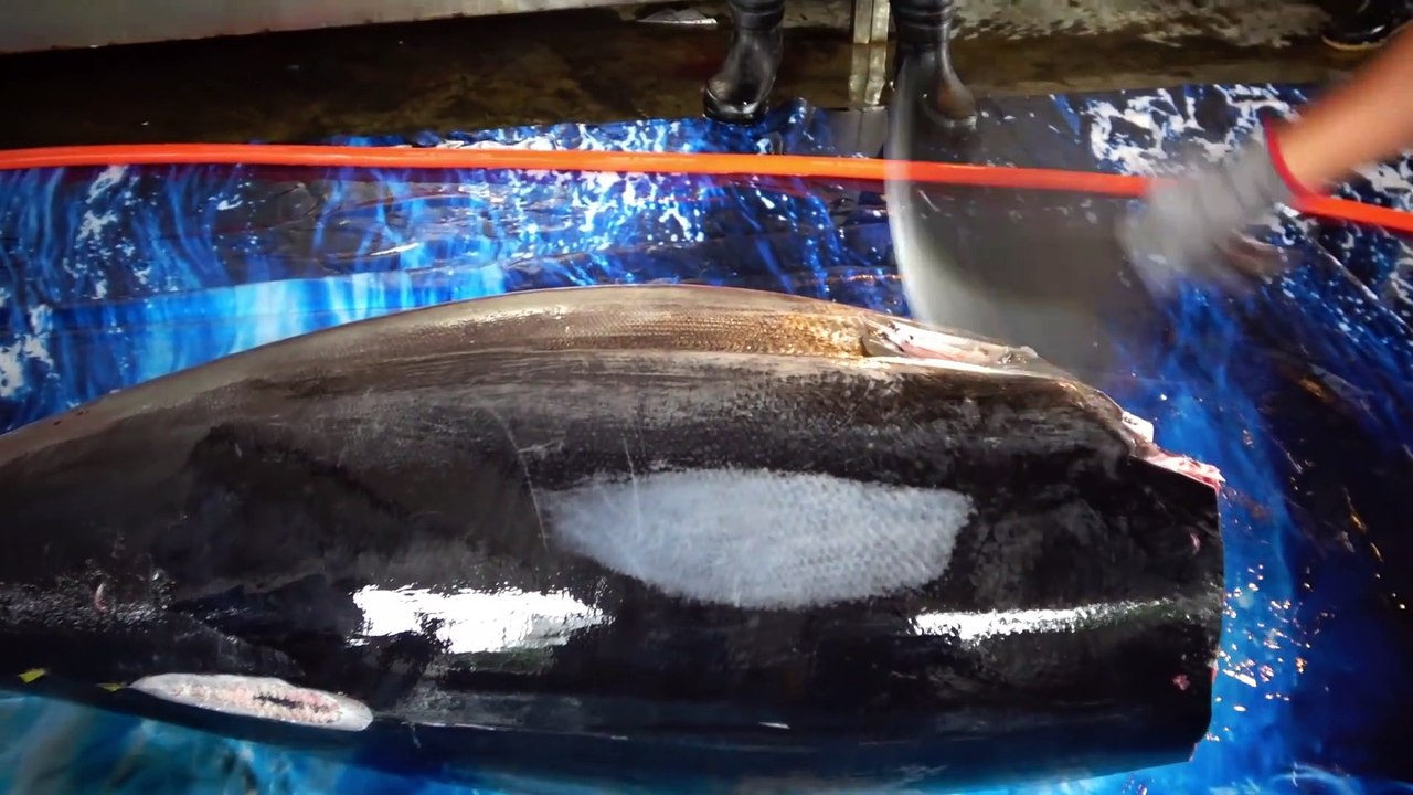 500 lb Giant Tuna Cutting Show -Sashimi -Taiwanese street food