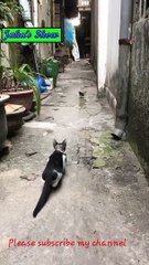 Cat Caught a Bird. দেখুন বিড়ালটি কিভাবে পাখি ধরল। cat hunting  a bird