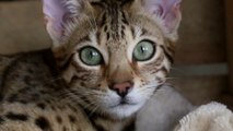 EPIC Bengal Cats Fight Compilation!Bengal cats playing