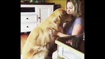 DOGS RECEIVING HUGS FROM OWNERS(WARNING CUTE CONTENT) 