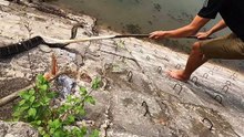 Rescue Cowherd From a Cobra Pair 20kg | Giant King Cobra
