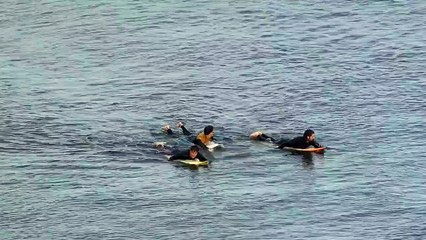 Surfista sobrevive a puñetazos al ataque de un tiburón en Australia