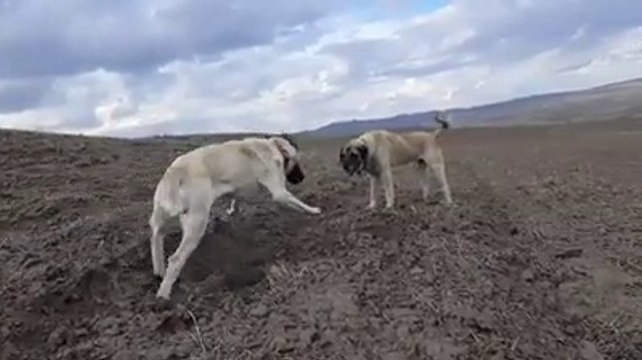 DiSi ve ERKEK ANADOLU COBAN KOPEKLERiNiN SEViMLi OYUNU - ANATOLiAN SHEPHERD DOG CUTE GAMES