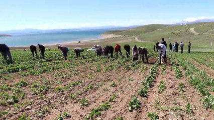 Tarlada çapa yapan kadınlara Anneler Günü ziyareti