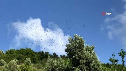 Samandağ semalarında leylekler görsel şölen sundu