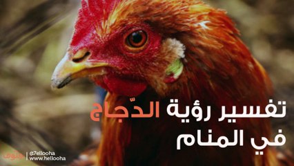 تفسير رؤية الدجاج في المنام وحالات رؤية الدجاجة في الحلم