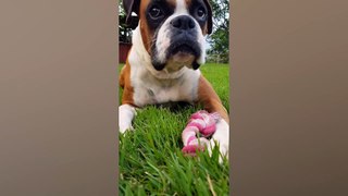 005.Cute Playground Pets _ Funny Pet Videos