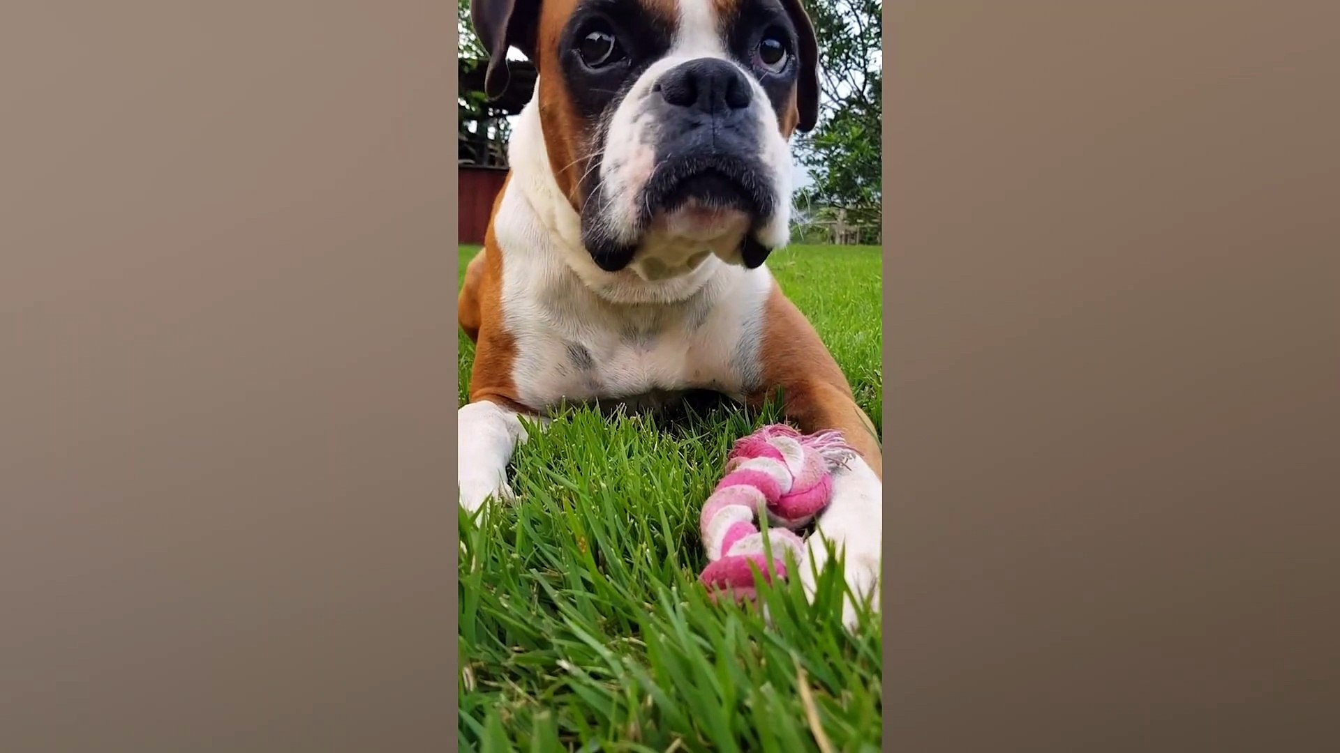 ⁣005.Cute Playground Pets _ Funny Pet Videos