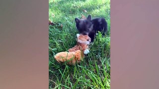 011.Cute Silly Dogs _ Funny Pet Videos