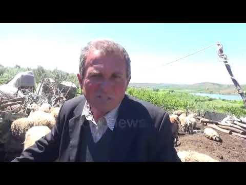 Ora News - Covidi dëmtoi blegtorinë, fermerët punuan por prodhimet u mbetën pa shitur