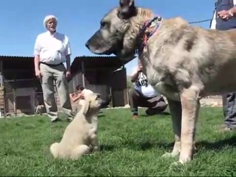 KANGALLAR ve KANGAL KOPEK CiFTLiGi - KANGAL SHEPHERD DOGS FARM