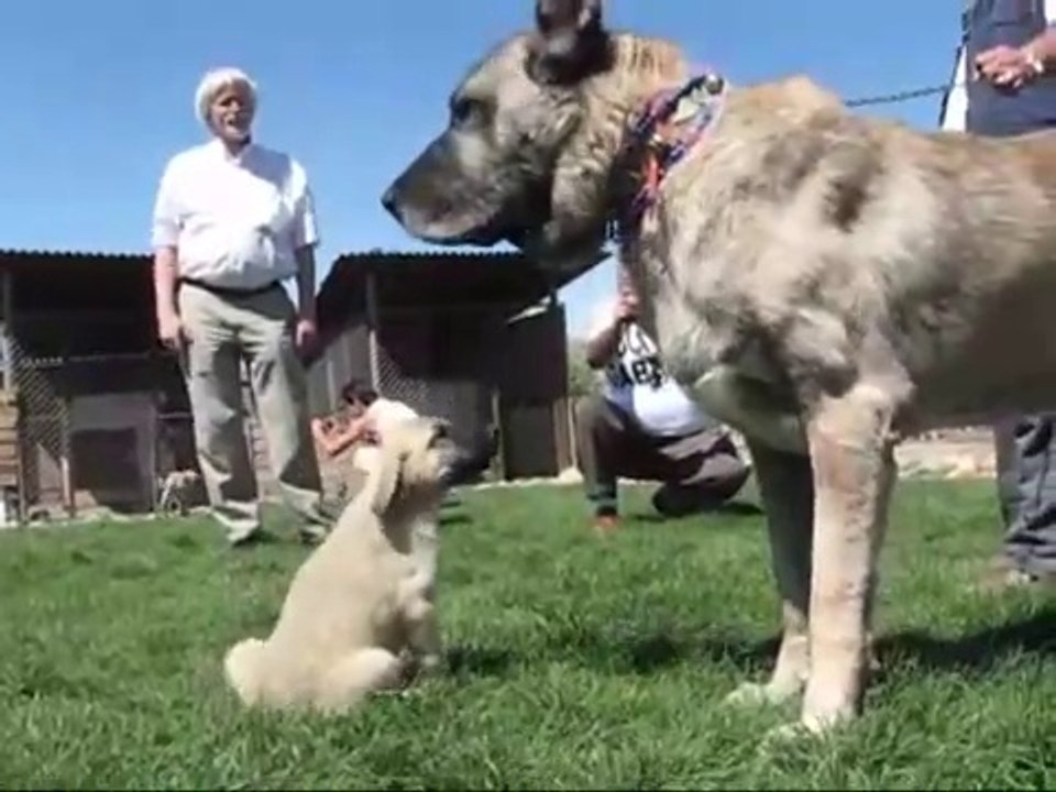 KANGALLAR ve KANGAL KOPEK CiFTLiGi - KANGAL SHEPHERD DOGS FARM