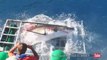 Un grand requin blanc saute dans une cage de plongeur