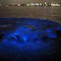 Un lion de mer saute dans les eaux bioluminescentes de San Diego