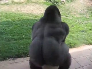 Ce gorille fait la toupie au zoo