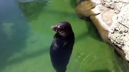 Cette otarie a trouvé un bon moyen de se relaxer