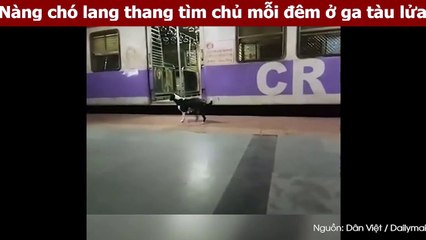 Nàng chó lang thang tìm chủ mỗi đêm ở ga tàu lửa