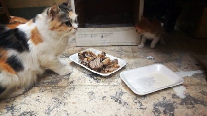 House Raised Family Cats Normal Life