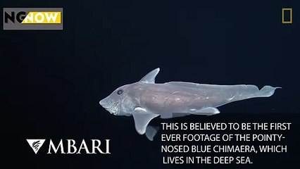 Đoạn phim hiếm hoi về cá mập ma