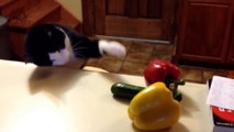 Cat vs cucumber