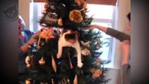 Christmas cats compilation