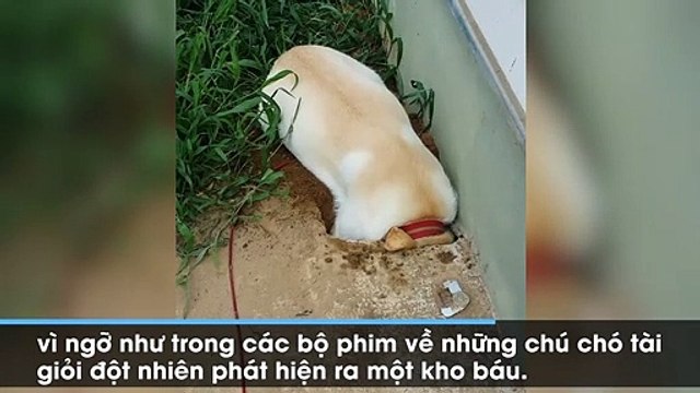 Cứ tưởng chó đào được kho báu, cô chủ cười méo miệng khi biết kết quả cuối cùng