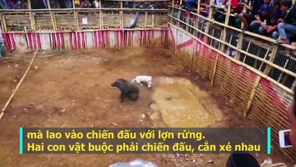 Rùng mình xem trận đấu sinh tử: Chó đại chiến với lợn rừng ở Indonesia
