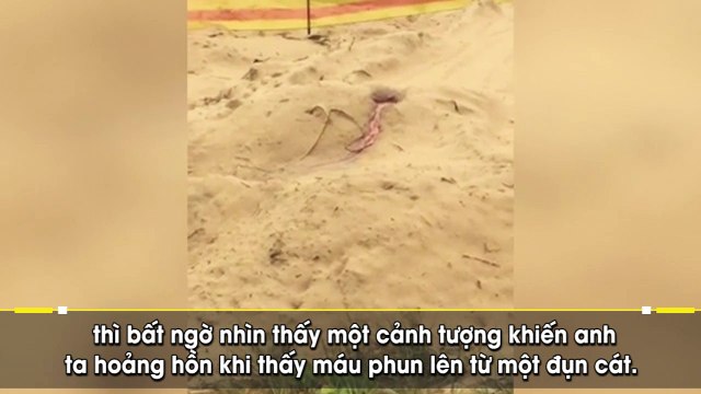 Kinh hãi cảnh tượng bãi cát phun ra máu tại bãi biển nổi tiếng nước Úc