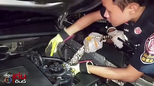 Thấy rắn quấn động cơ xe hơi liền cắn đuôi lôi ra