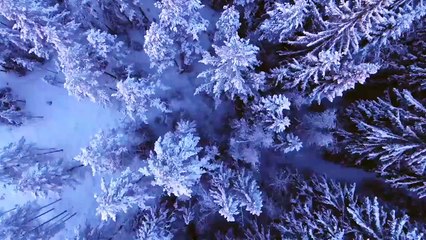 Forest in snow. Background video . By real Nature org