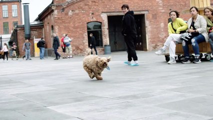 Funny video at   doge jumping.