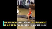 clip cậu bé Thanh Hoá cưỡi trăn hot nhất cộng đồng mạng Việt Nam
